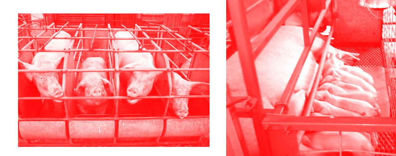 Gestation pigs blog
