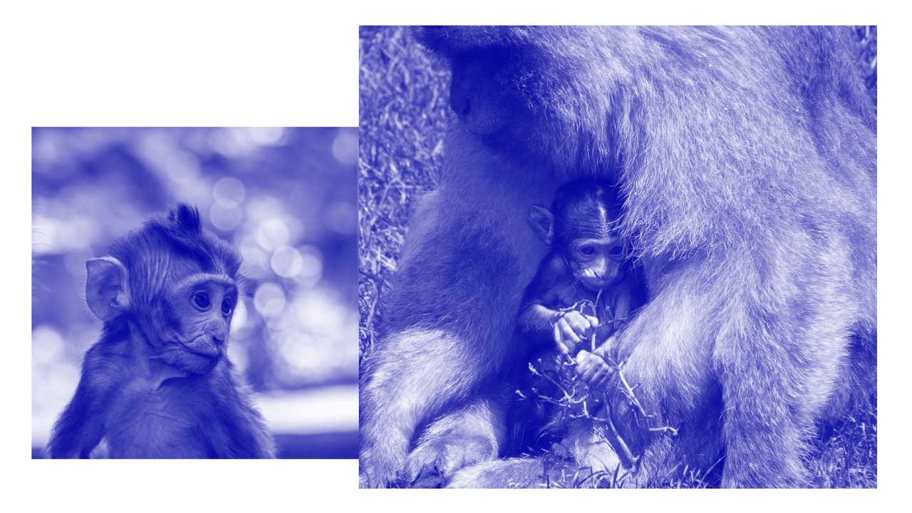monkey sad
